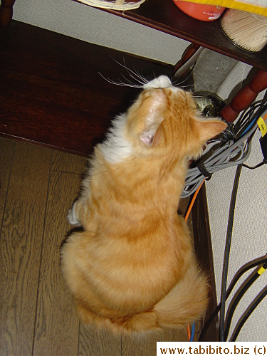 Eyeing his treats in the basket on the shelf