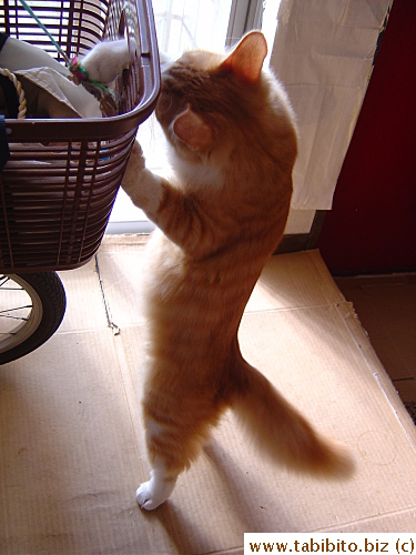One day Efoo wanted to steal a stick from the basket