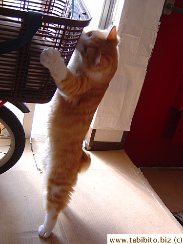 Stretching as hard as he could