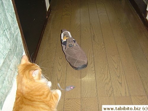 Then there's this day when he dragged KL's shoe from the entrance to the hallway with his teeth