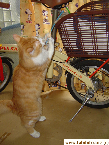 Efoo likes to steal toys from my bike basket