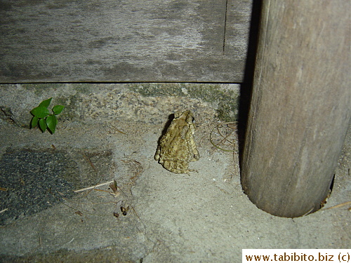 A toad in the Beach Restaurant in the hotel