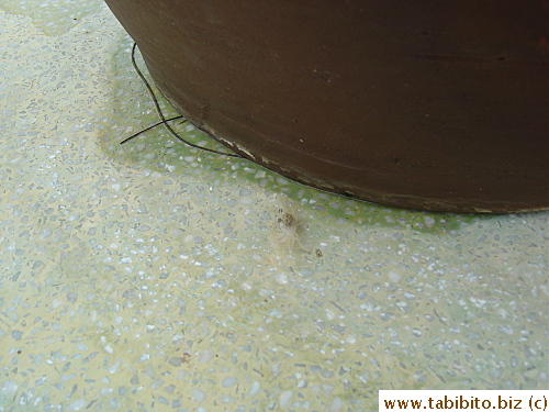 Transparent crabs are ubiquitous, there was even one in our jacuzzi
