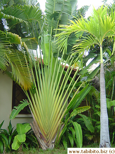 A huge plant in the hotel