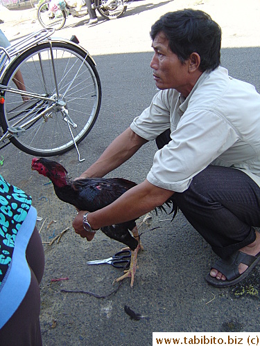 This chook is for cock fight