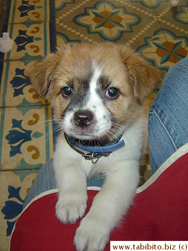 This puppy belongs to the Australian owner of Lantern restaurant who stopped by to say hello