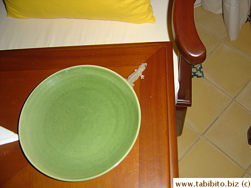 A gecko lived in our room, we heard him make a clicking sound every night