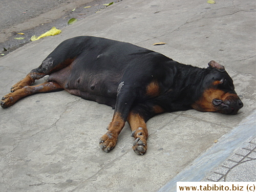 A huge dog on the street