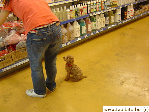 Pets are allowed to run freely in the store