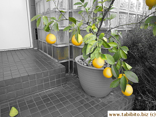 It can isolate colors like this yellow