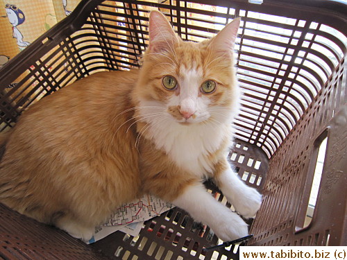 Efoo found himself a new dig for naps