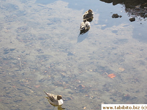 Saw some ducks