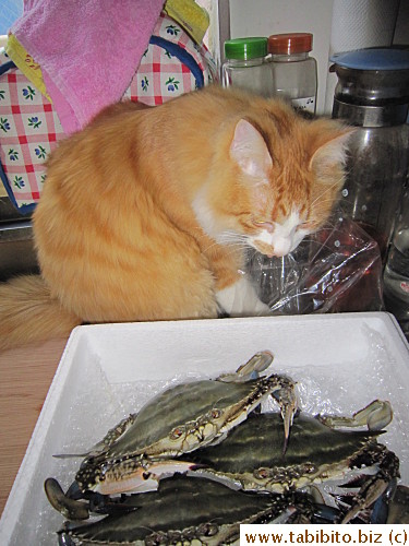 Efoo was getting interested in the crabs at first