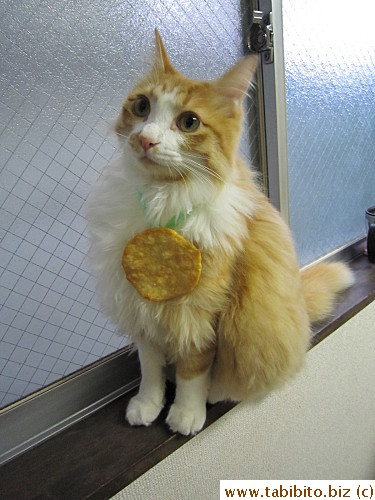 Efoo wins the gold medal in Snoozing!