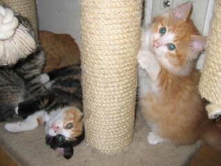 Learned to use the scratching post at a young age
