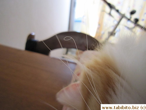 Why is your whisker curly?