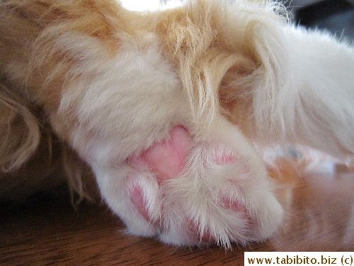 Lovely paw pad