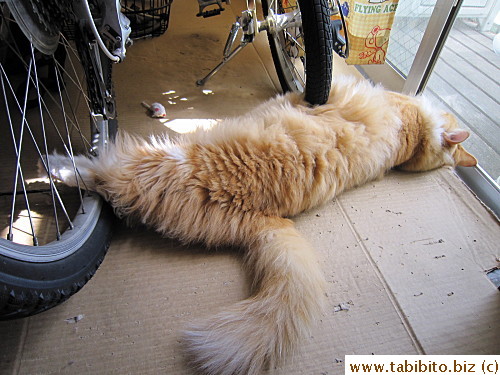 Cats have different standard of comfort
