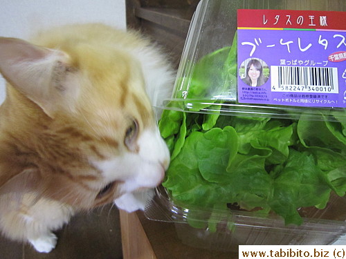 Efoo adores gourmet lettuce although he'll still eat iceberg
