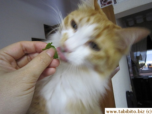 Hope lettuce is not toxic to cats.  Oops, too late!