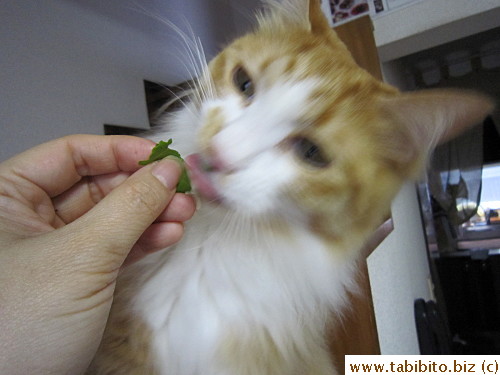 Hope lettuce is not toxic to cats. Oops, too late!