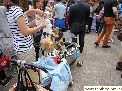 Saw quite a few people bring their dogs there in