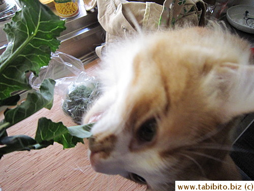 Efoo also loves any dark leafy vegetables such as broccoli leaves