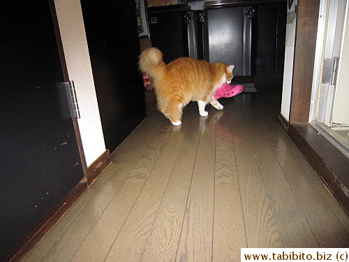 Runs away with my slipper
