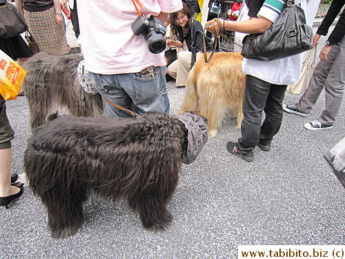 People went wild trying to pet them or take their photos (I did both, hahaha!)