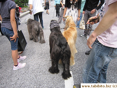 A trio of Afghan Hound!