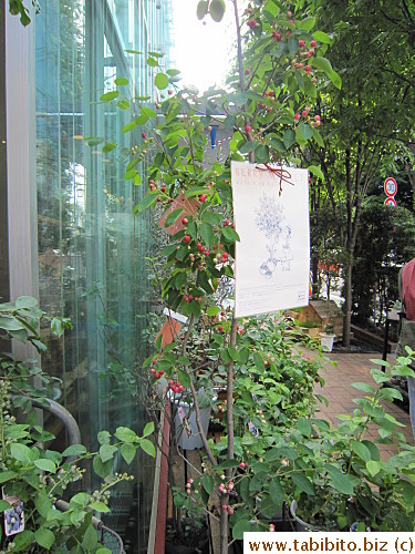 An unknown berry tree outside the garden section/shop