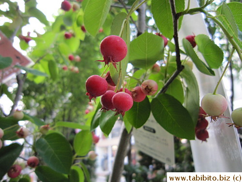 The tag says the berries are sweet