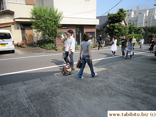 I saw many dog walkers with poodles in Jiyugaoka