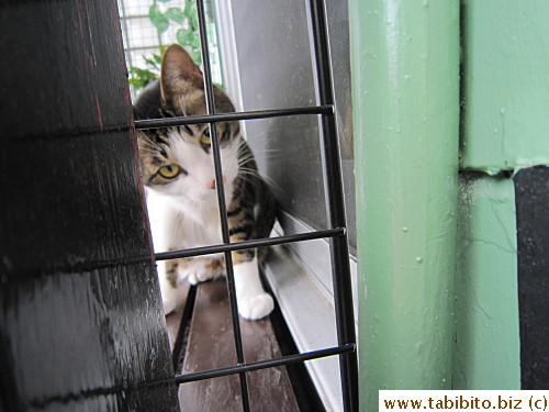 Spends long hours in the balcony meowing