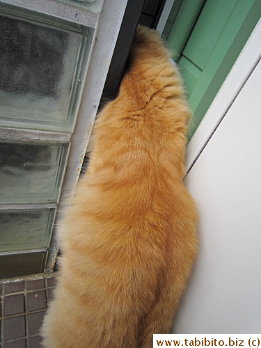 Efoo loves him (and all the other cats)