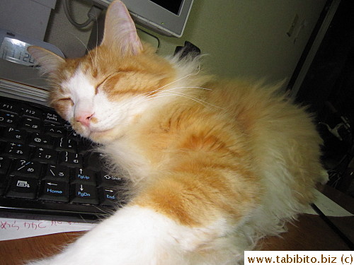 Keyboard can be a comfortable pillow for cats