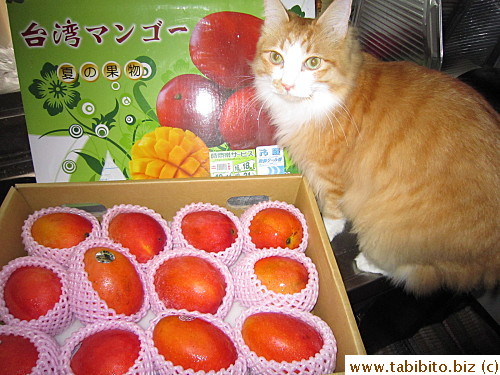 Efoo jumped up and squeezed into the tiny space to check out the box while I took photos