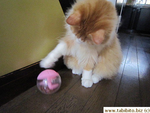 Sometimes Efoo figures out how to use the treat ball, many times he doesn't