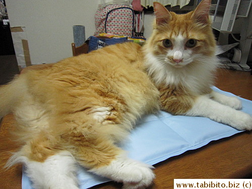 Efoo got on it as soon as I placed it on the table