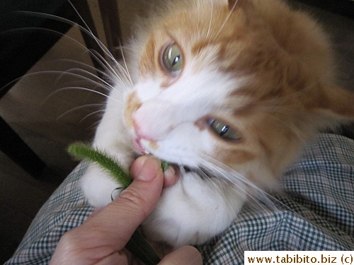 He loves to eat the leaves