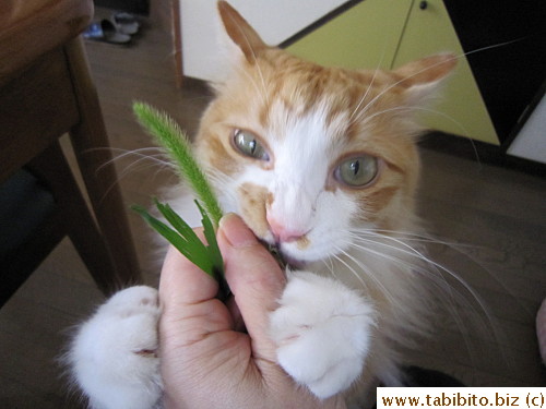 Efoo gets crazy about cattail grass