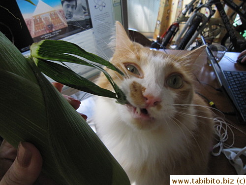 Efoo likes to eat corn husk!