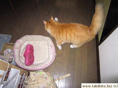 Stop putting my slipper in your bed, Efoo!