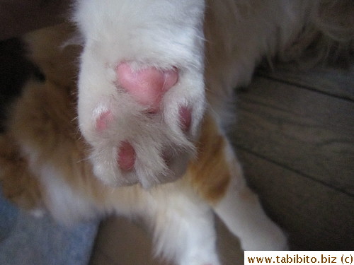Paws become pinker too