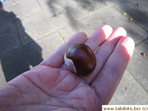 Looks very much like chestnut but the guide says they are very bitter and poisonous