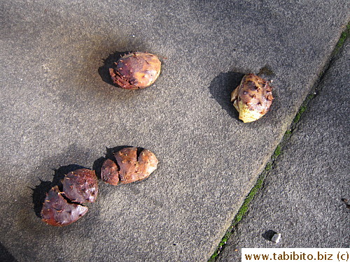 The rows of trees on both sides are horse chestnut trees which produce dropped fruits that remind me of a giant tick