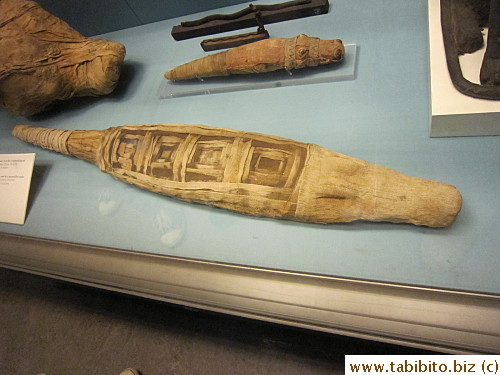 Mummified crocodile