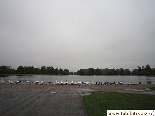 Pond in the park