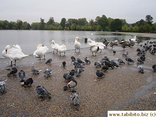 A bunch of birds