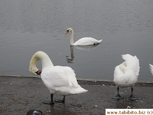 Swans